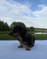 Bella, a female Miniature Dachshund for sale in Loogootee, IN – 6 of 8