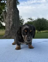 Bella, a female Miniature Dachshund for sale in Loogootee, IN – 7 of 8