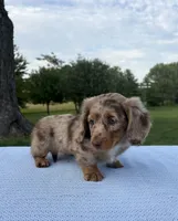 Archie, a male Miniature Dachshund for sale in Loogootee, IN – 2 of 7