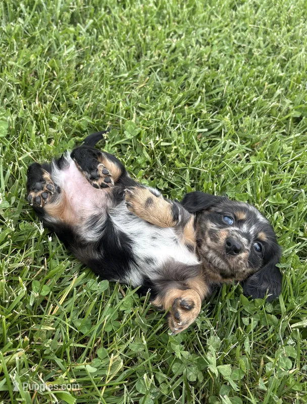 Skye – Miniature Dachshund puppy for sale in Loogootee, IN