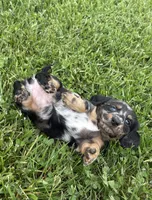 Skye, a female Miniature Dachshund for sale in Loogootee, IN – 1 of 7