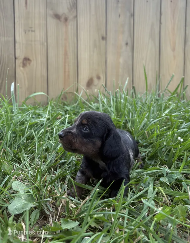 Jasper – Miniature Dachshund puppy for sale in Loogootee, IN
