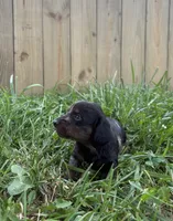 Blaze, a male Miniature Dachshund for sale in Loogootee, IN – 2 of 7