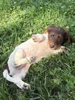 Remi, a male Miniature Dachshund for sale in Loogootee, IN – 2 of 10