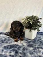 Archie, a male Miniature Dachshund for sale in Loogootee, IN – Photo 5 of 9