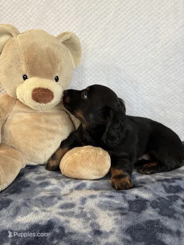 Rocky – Miniature Dachshund puppy for sale in Loogootee, IN