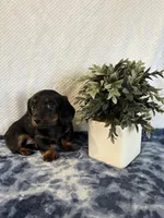 Archie, a male Miniature Dachshund for sale in Loogootee, IN – Photo 8 of 9