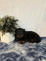 Archie, a male Miniature Dachshund for sale in Loogootee, IN – Photo 4 of 9