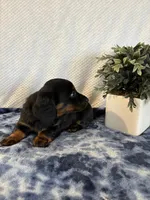 Archie, a male Miniature Dachshund for sale in Loogootee, IN – Photo 6 of 9