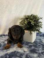 Archie, a male Miniature Dachshund for sale in Loogootee, IN – Photo 3 of 9