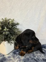 Archie, a male Miniature Dachshund for sale in Loogootee, IN – Photo 2 of 9