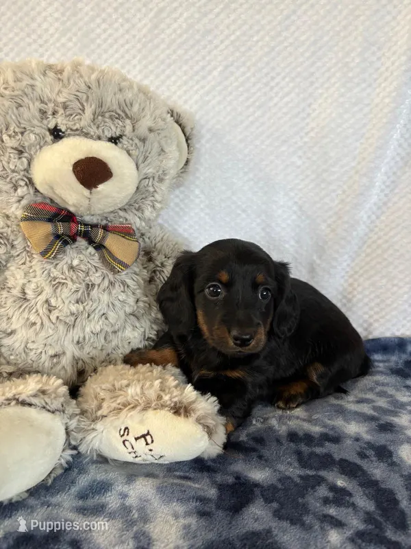 Archie – Miniature Dachshund puppy for sale in Loogootee, IN