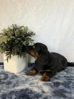 Archie, a male Miniature Dachshund for sale in Loogootee, IN – Photo 1 of 9