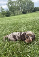 Tessa, a female Miniature Dachshund for sale in Loogootee, IN – 9 of 9