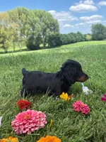 Skye, a female Miniature Dachshund for sale in Loogootee, IN – 2 of 9