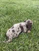 Tessa, a female Miniature Dachshund for sale in Loogootee, IN – 7 of 9
