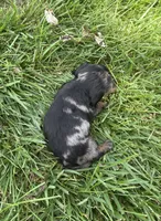 Blaze, a male Miniature Dachshund for sale in Loogootee, IN – 6 of 7