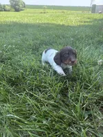 Cooper, a male Miniature Dachshund for sale in Loogootee, IN – 4 of 8