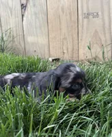 Skye, a female Miniature Dachshund for sale in Loogootee, IN – 6 of 7