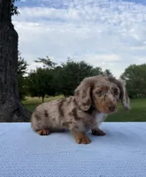 Archie, a male Miniature Dachshund for sale in Loogootee, IN – 3 of 7