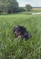 Bella, a female Miniature Dachshund for sale in Loogootee, IN – 5 of 8