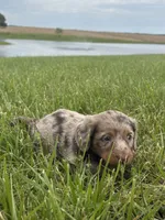 Remi, a male Miniature Dachshund for sale in Loogootee, IN – 5 of 8