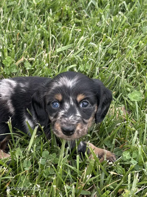 Skye – Miniature Dachshund puppy for sale in Loogootee, IN