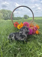 Chloe, a female Miniature Dachshund for sale in Loogootee, IN – 3 of 5