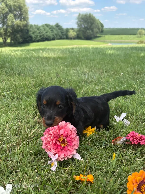 Skye – Miniature Dachshund puppy for sale in Loogootee, IN