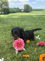 Skye, a female Miniature Dachshund for sale in Loogootee, IN – 4 of 9