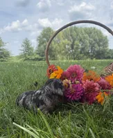 Chloe, a female Miniature Dachshund for sale in Loogootee, IN – 2 of 5