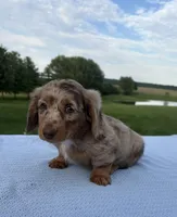 Archie, a male Miniature Dachshund for sale in Loogootee, IN – 4 of 7