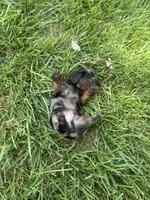 Blaze, a male Miniature Dachshund for sale in Loogootee, IN – 7 of 7