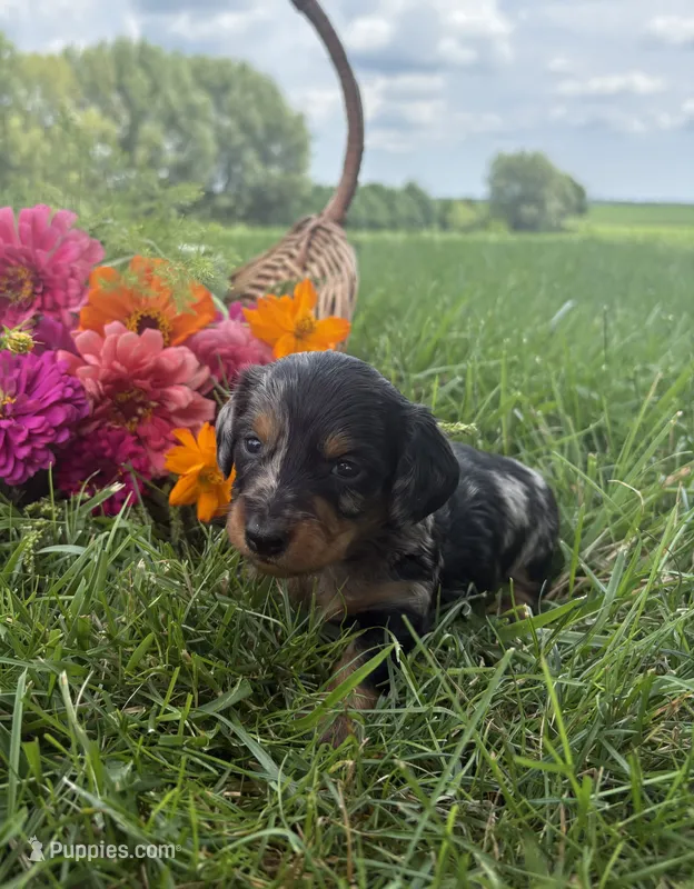 Chloe – Miniature Dachshund puppy for sale in Loogootee, IN