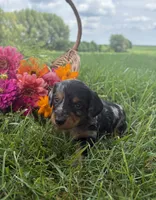 Chloe, a female Miniature Dachshund for sale in Loogootee, IN – 1 of 5
