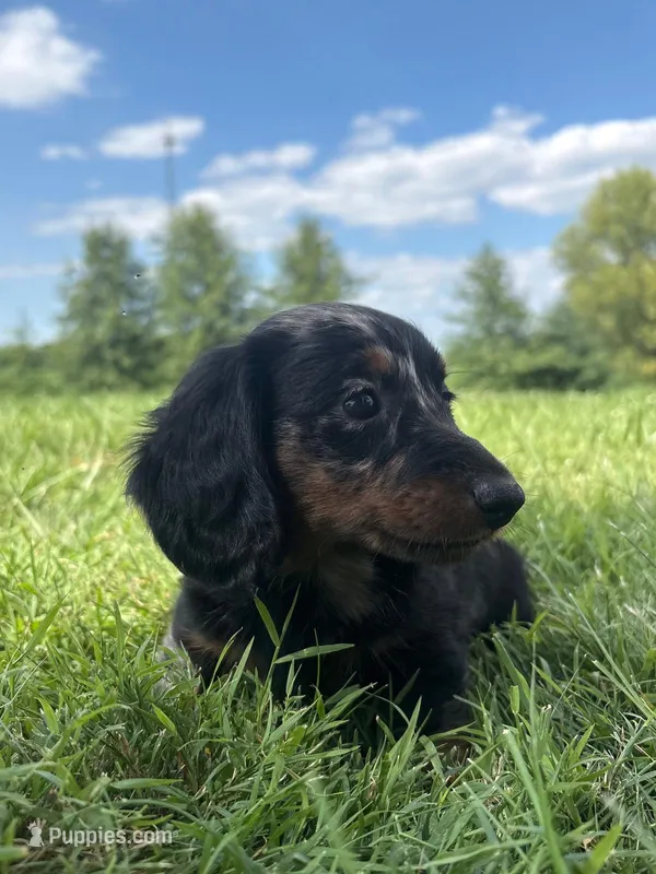 Jasper – Miniature Dachshund puppy for sale in Loogootee, IN
