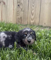 Skye, a female Miniature Dachshund for sale in Loogootee, IN – 4 of 7