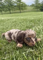 Tessa, a female Miniature Dachshund for sale in Loogootee, IN – 8 of 9