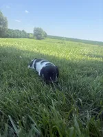 Banjo, a male Miniature Dachshund for sale in Loogootee, IN – 4 of 8