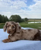 Archie, a male Miniature Dachshund for sale in Loogootee, IN – 7 of 7