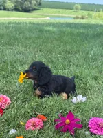 Skye, a female Miniature Dachshund for sale in Loogootee, IN – 3 of 9