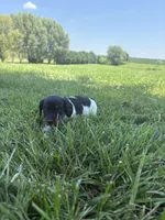 Banjo, a male Miniature Dachshund for sale in Loogootee, IN – 8 of 8
