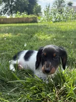 Archie , a male Miniature Dachshund for sale in Loogootee, IN – 2 of 10