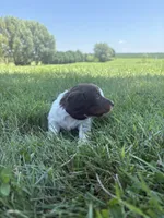 Cooper, a male Miniature Dachshund for sale in Loogootee, IN – 2 of 8