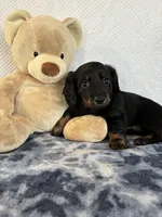 Rocky, a male Miniature Dachshund for sale in Loogootee, IN – Photo 7 of 10