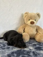 Rocky, a male Miniature Dachshund for sale in Loogootee, IN – Photo 3 of 10