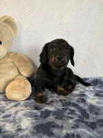 Rocky, a male Miniature Dachshund for sale in Loogootee, IN – Photo 2 of 10