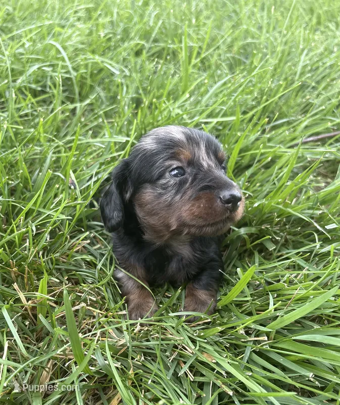 Blaze – Miniature Dachshund puppy for sale in Loogootee, IN