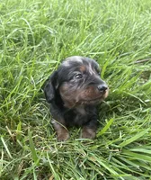 Blaze, a male Miniature Dachshund for sale in Loogootee, IN – 1 of 7