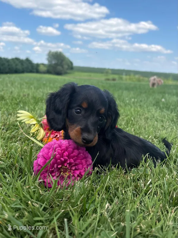 Skye – Miniature Dachshund puppy for sale in Loogootee, IN